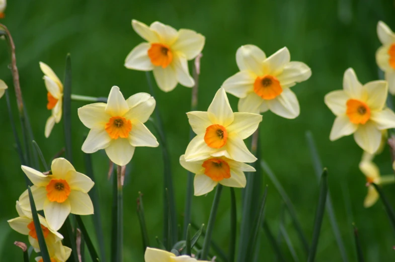a bunch of daffodils that are sitting in the grass