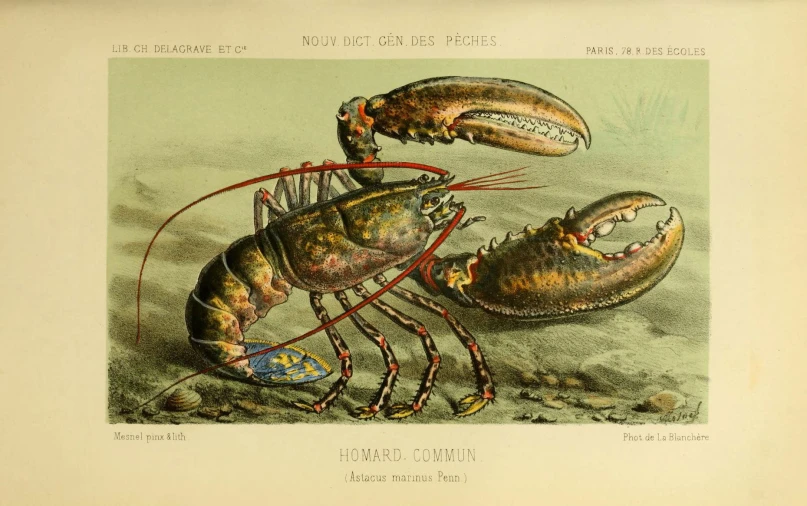 lobsters depicted as creatures on the seashore