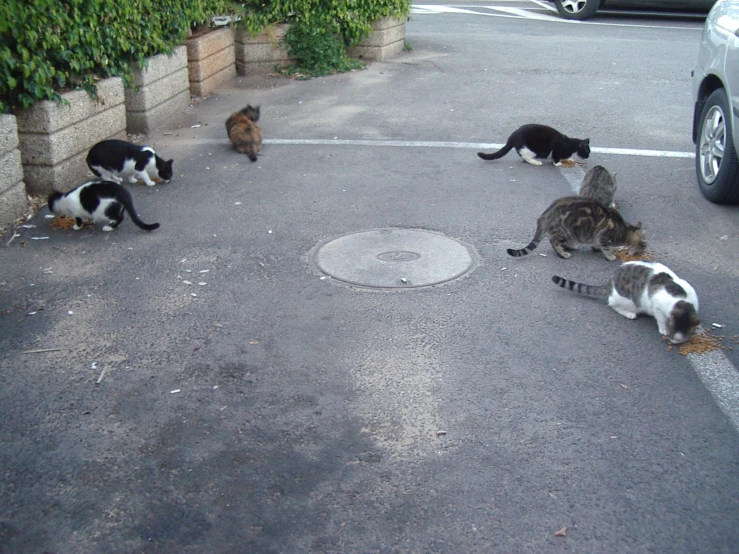 five cats lay in the middle of an empty parking lot