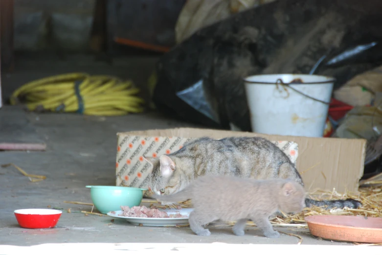 a grey kitten eating out of a bowl