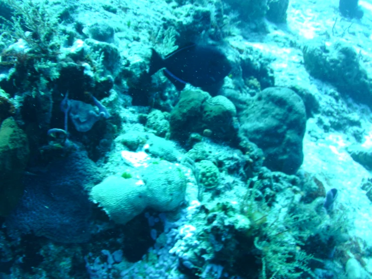 two different colored fish swimming in the water