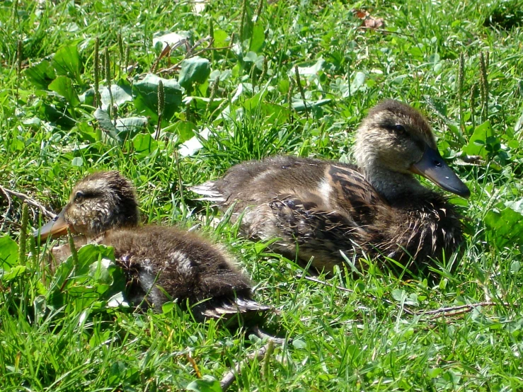 two baby ducks are laying in the grass