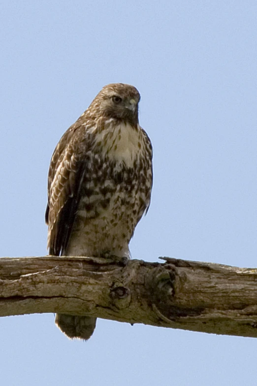 a bird is sitting on a wooden nch