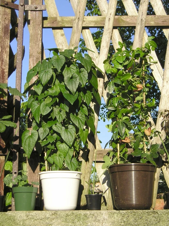 plants growing in plastic containers, hanging on wooden trellis