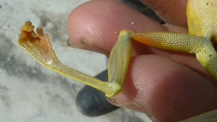 a small yellow lizard has some little yellow buds