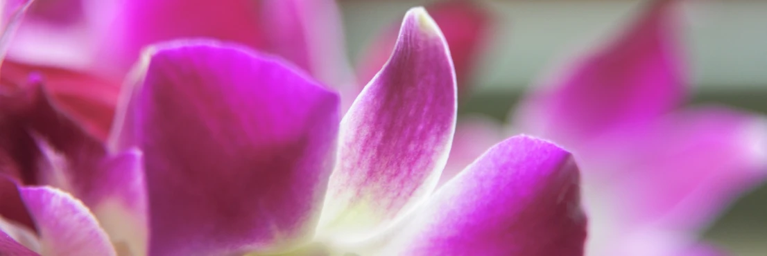 the large pink flower is blooming with purple petals