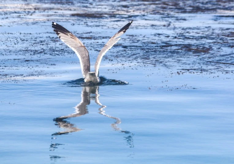 a water bird is stretching its wings and reflecting the water