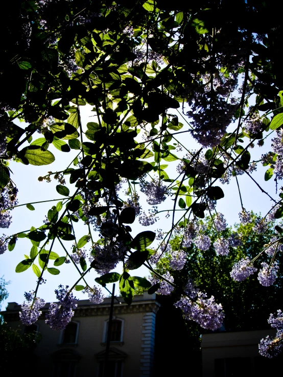 a tree with purple flowers is shown in the sky