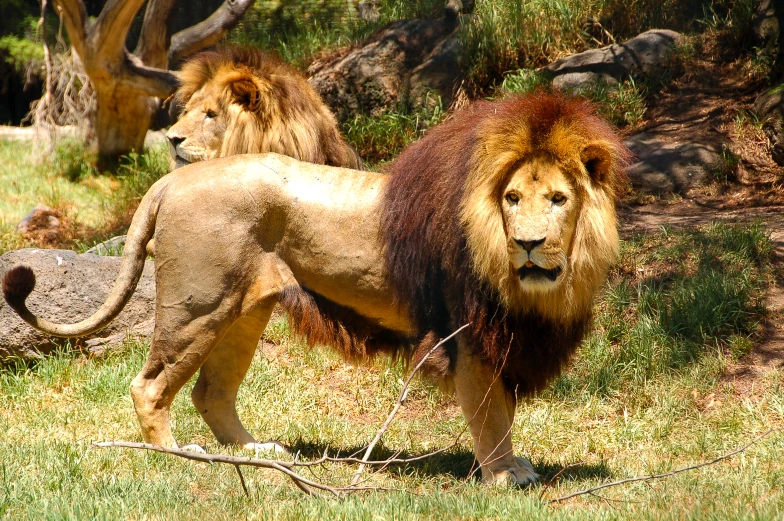 two lions walk on the grass in a zoo