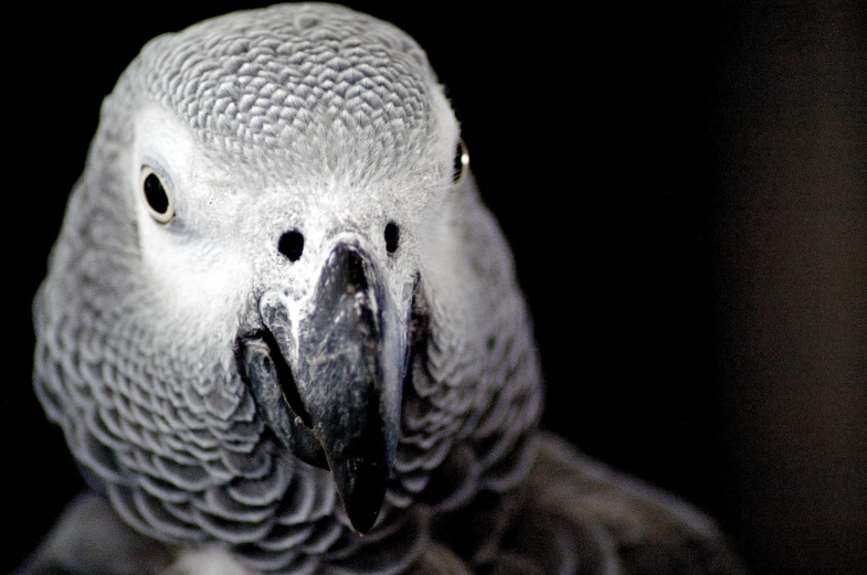 a close up view of a parrot with dark background