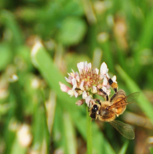 a bee resting on a little flower next to grass