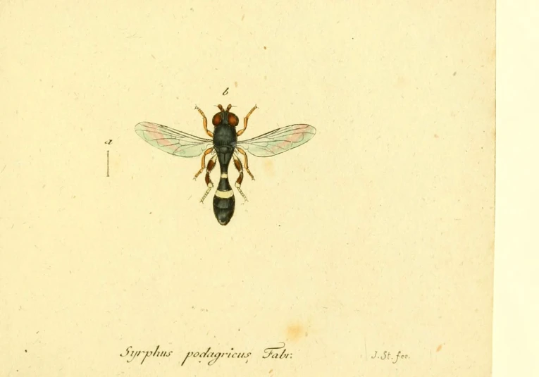 a small blue and orange insect sitting on top of an open book