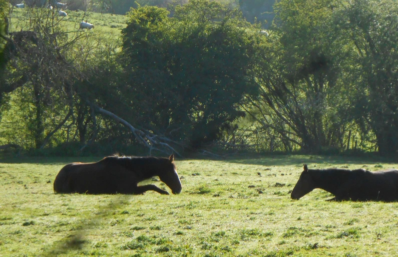 there are horses walking around in the green field