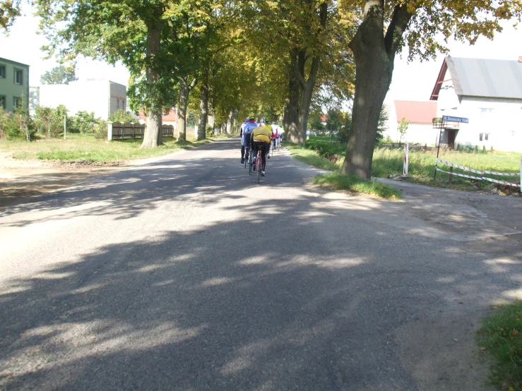 two people on bicycles riding down a lane next to trees