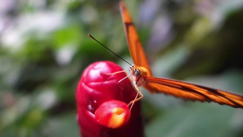 a close up of a red erfly on a flower