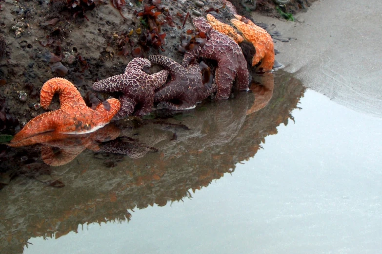 these are very small plastic dinosaurs in a stream