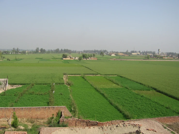 a green field with several plants in the foreground