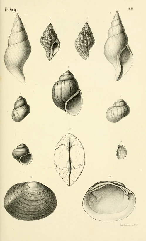 a drawing of several seashells