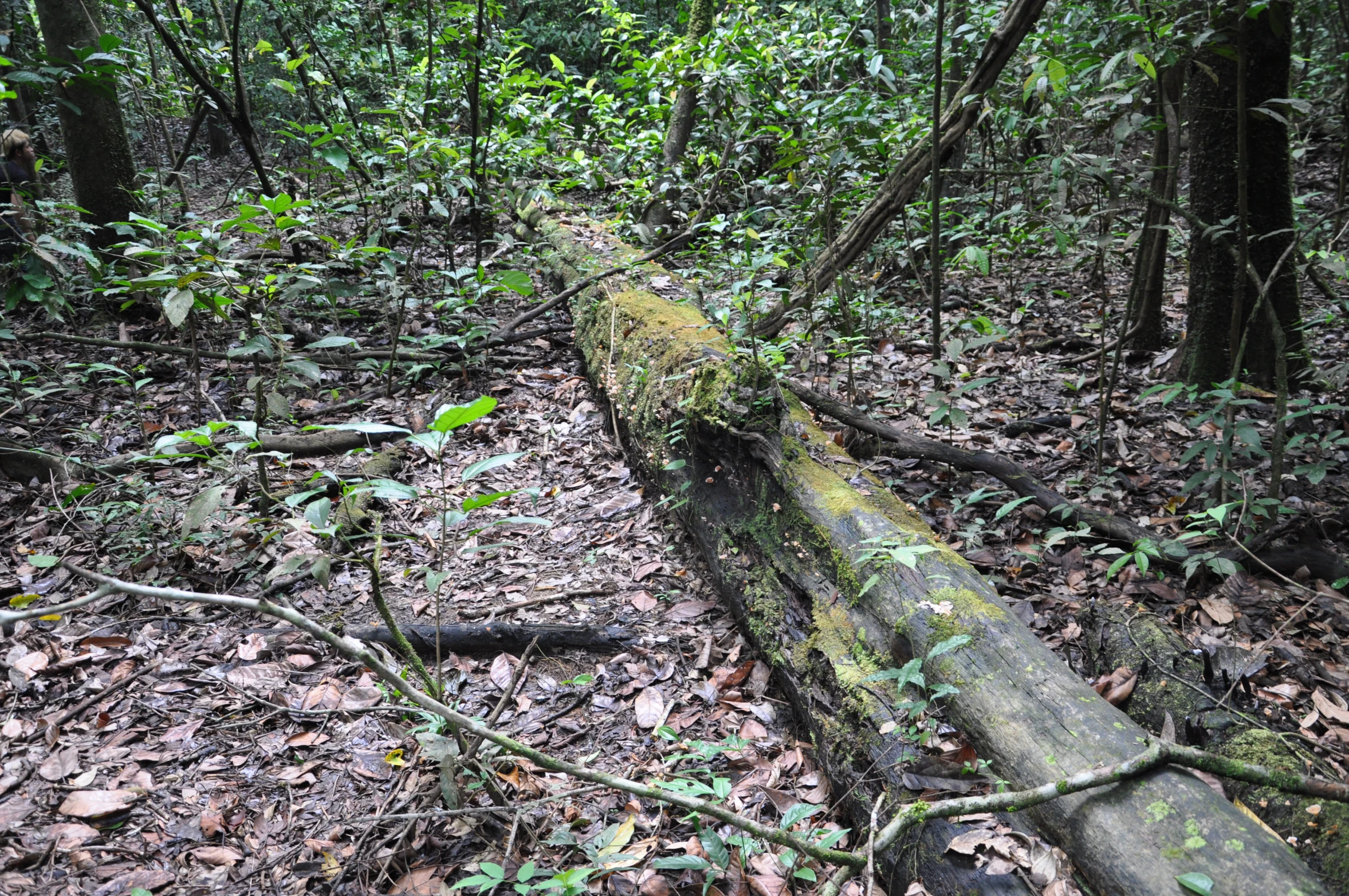 a large mossy log laying in the woods