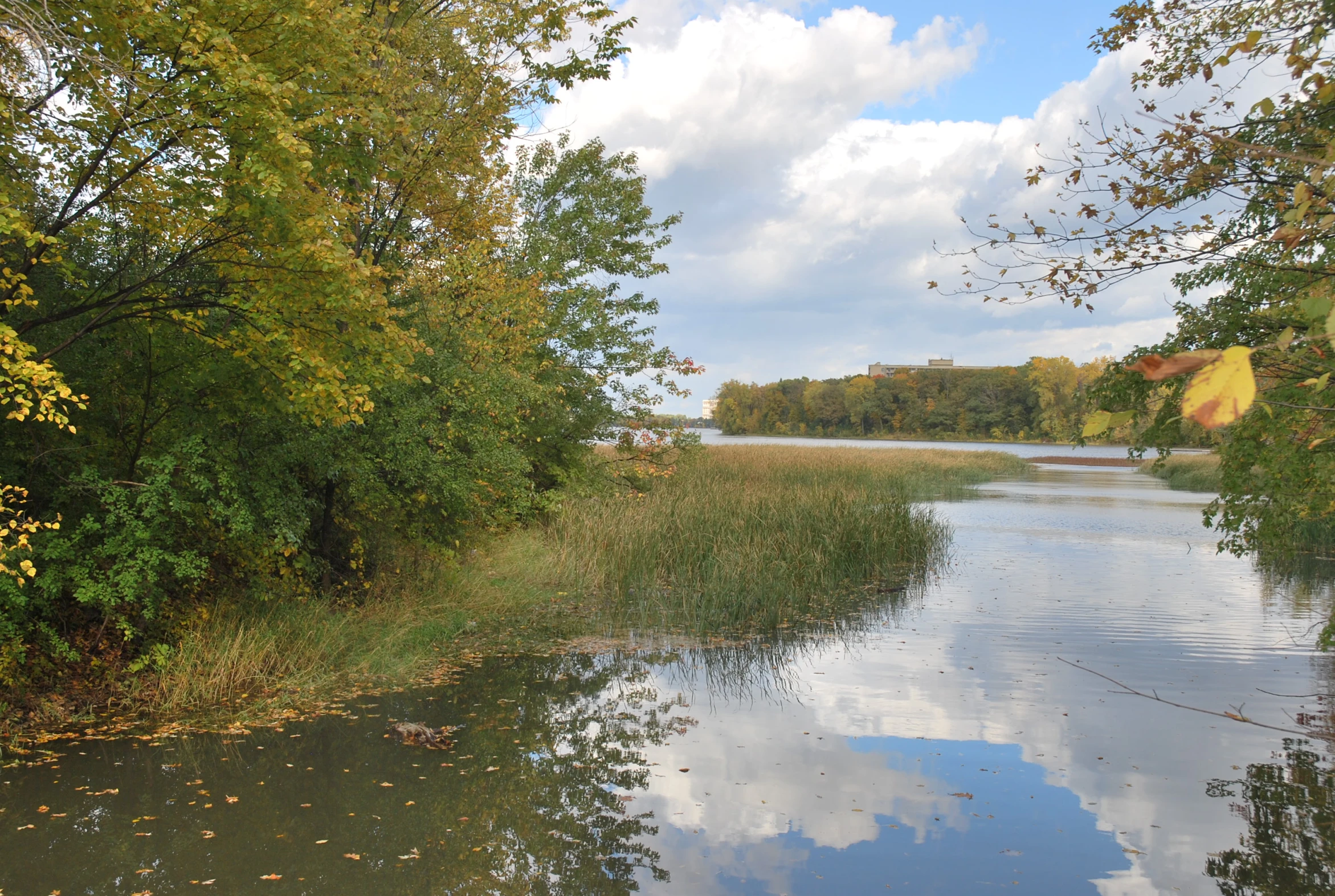 the water is calm and there is a lush green tree