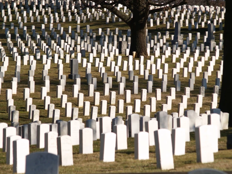 a tree surrounded by many white graves