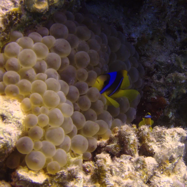 anemonic fish with two blue eyes swims in its coral