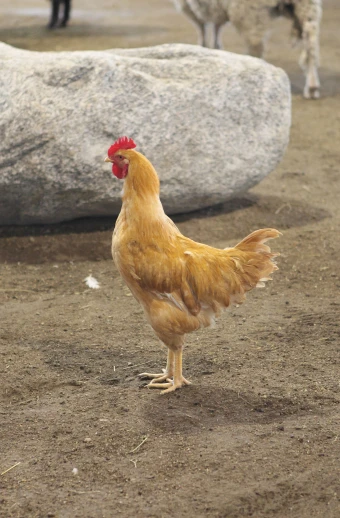a large chicken walking in the dirt by some sheep