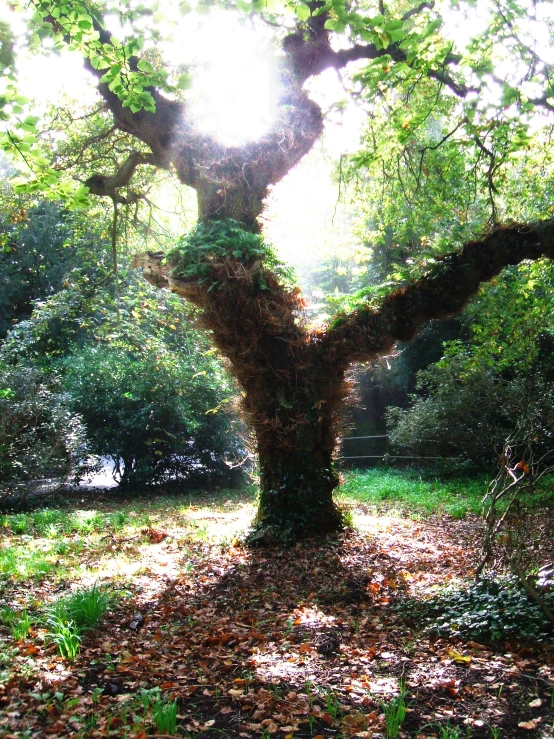 a tree with moss growing on the roots is shown in the sunlight