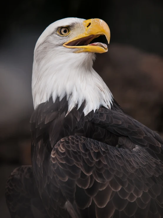 a bald eagle with an open beak and white head