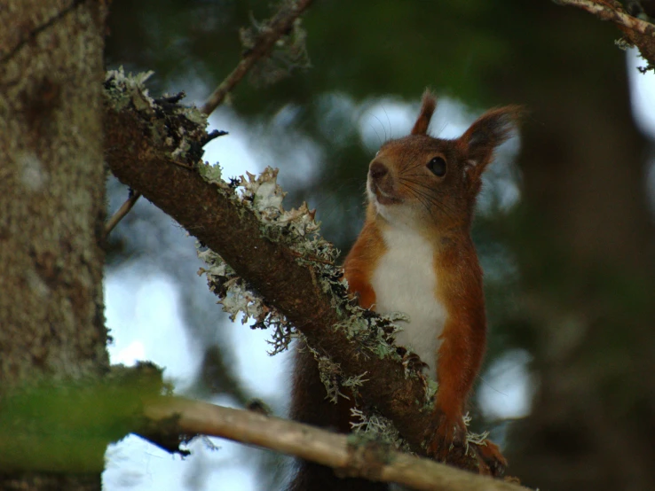 the squirrel is perched on the nch of a tree