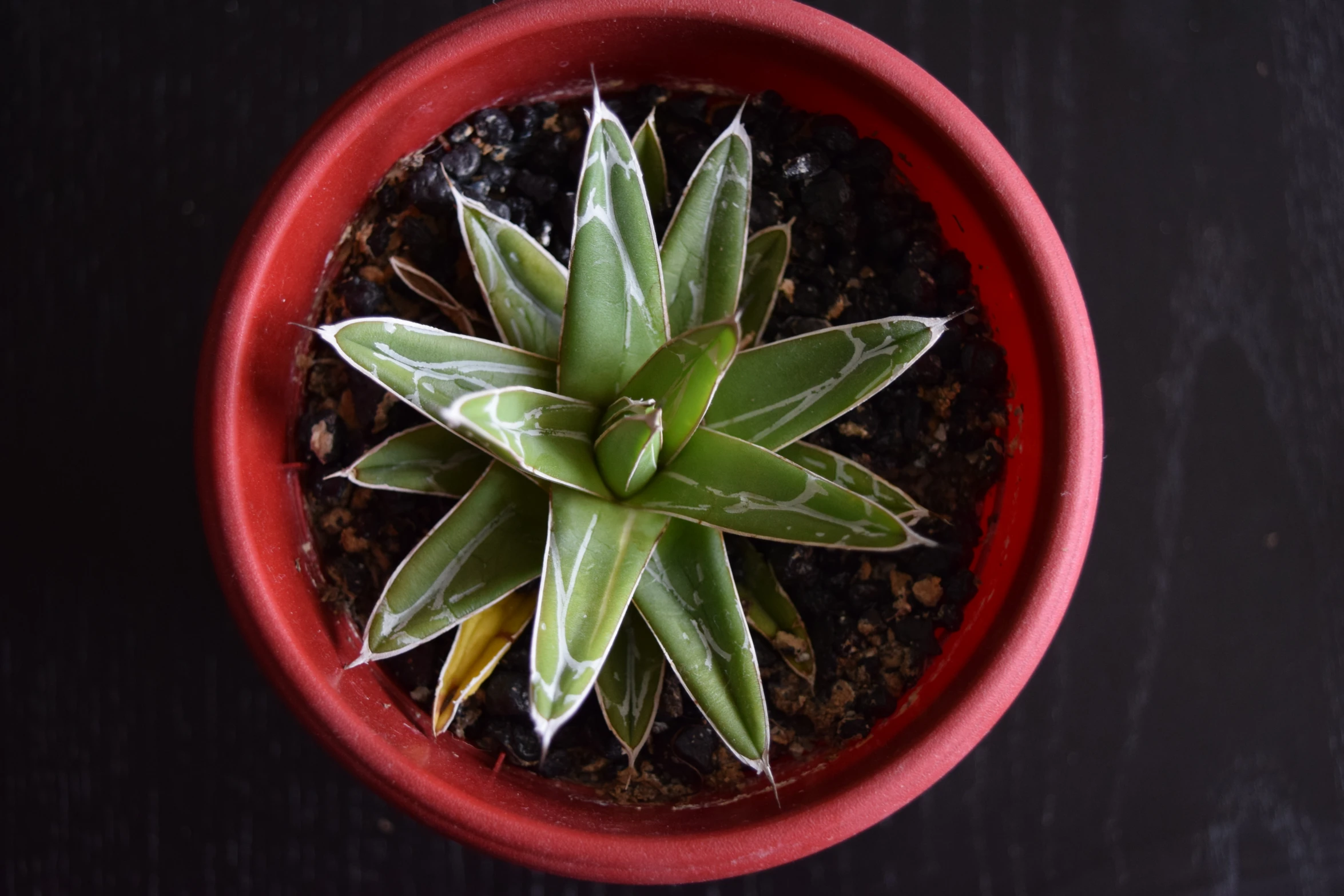 a potted plant sitting on top of a table