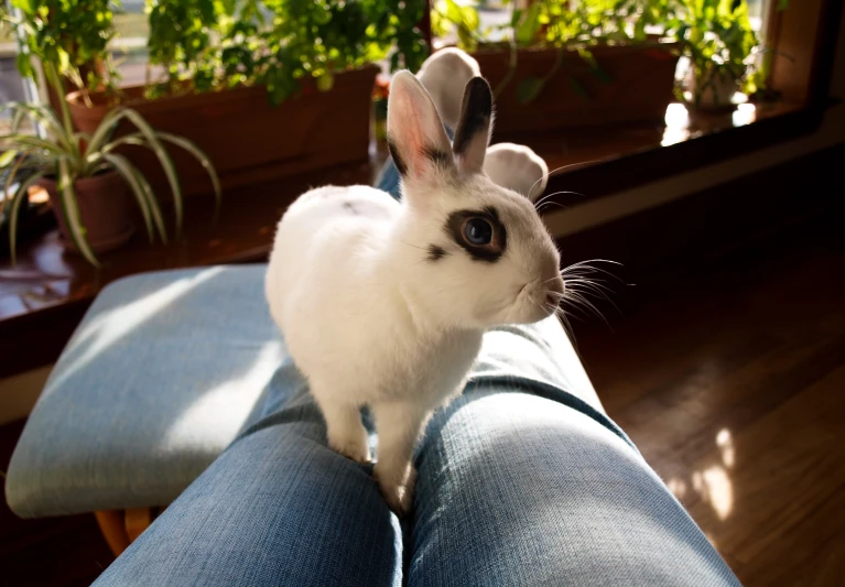 the white and black rabbit is on top of a person's lap