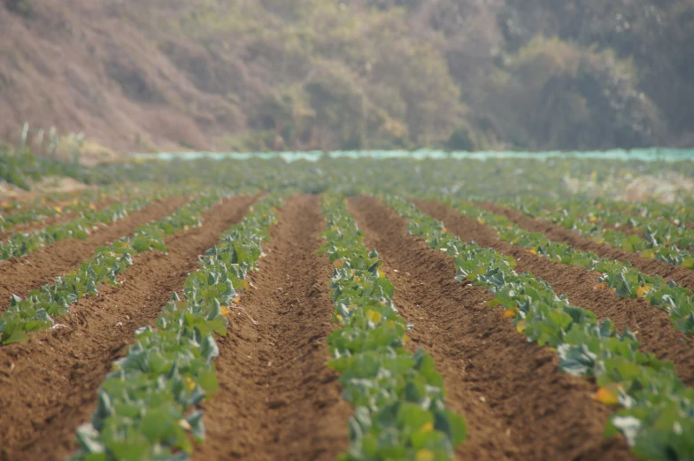 there is a very large field that has plants in it