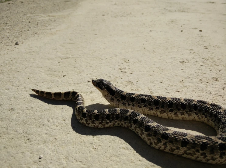 a snake laying on the sand near water