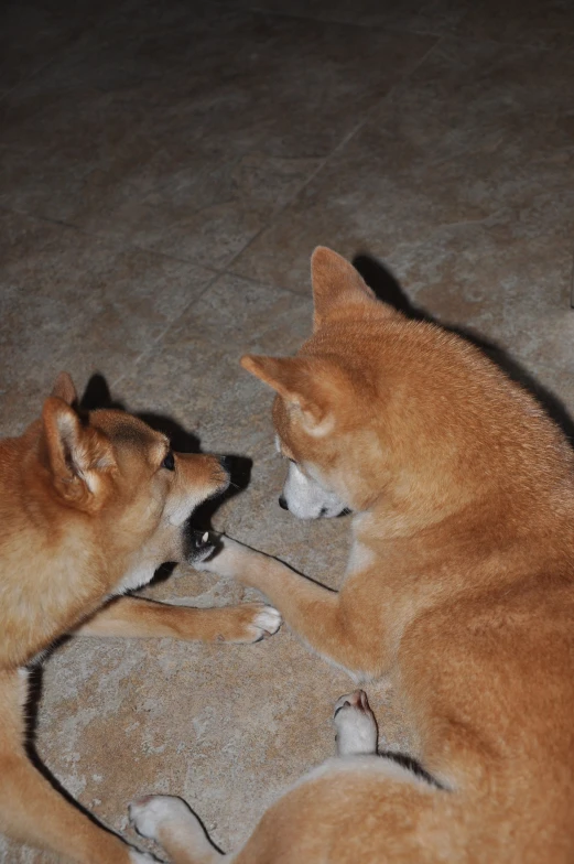 two brown dogs playing together with each other