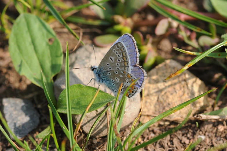 a erfly rests on a rock in a grassy area