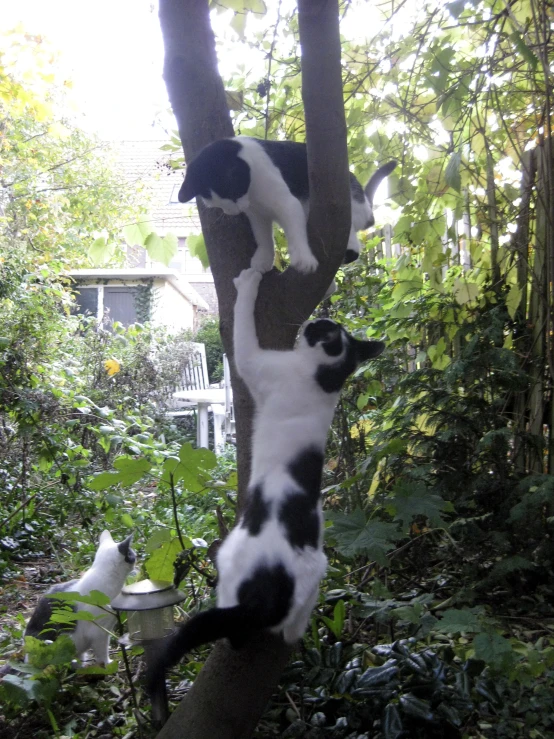 a black and white cat climbing up a tree