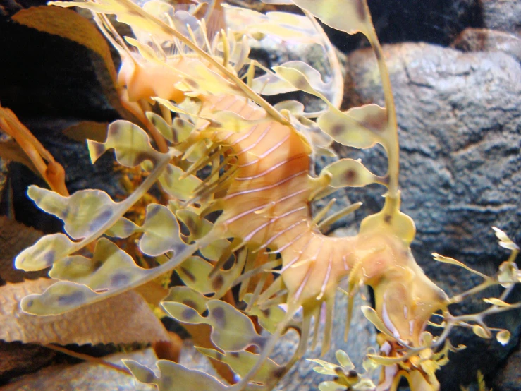 some sea plants with yellow and orange leaves