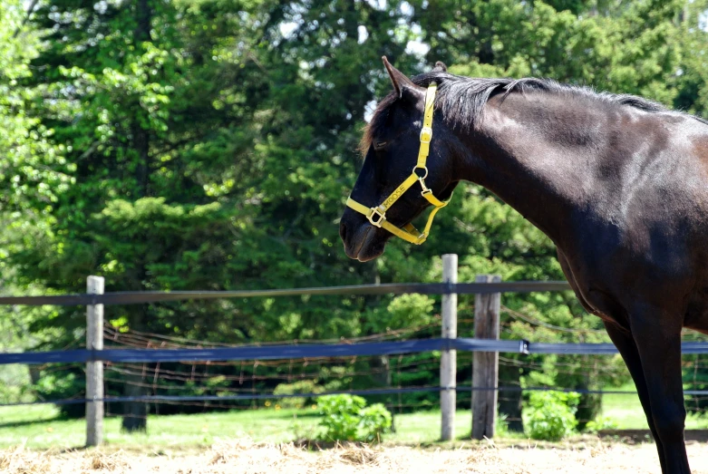 the large horse is wearing a yellow harness