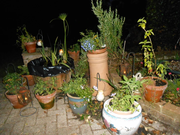 pots of different types of plants on a brick floor