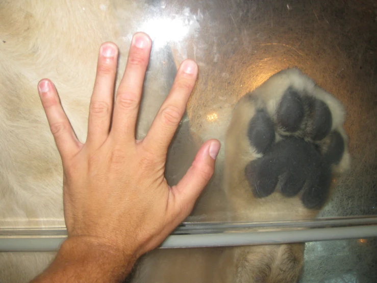 a hand is touching the glass to show it's paw