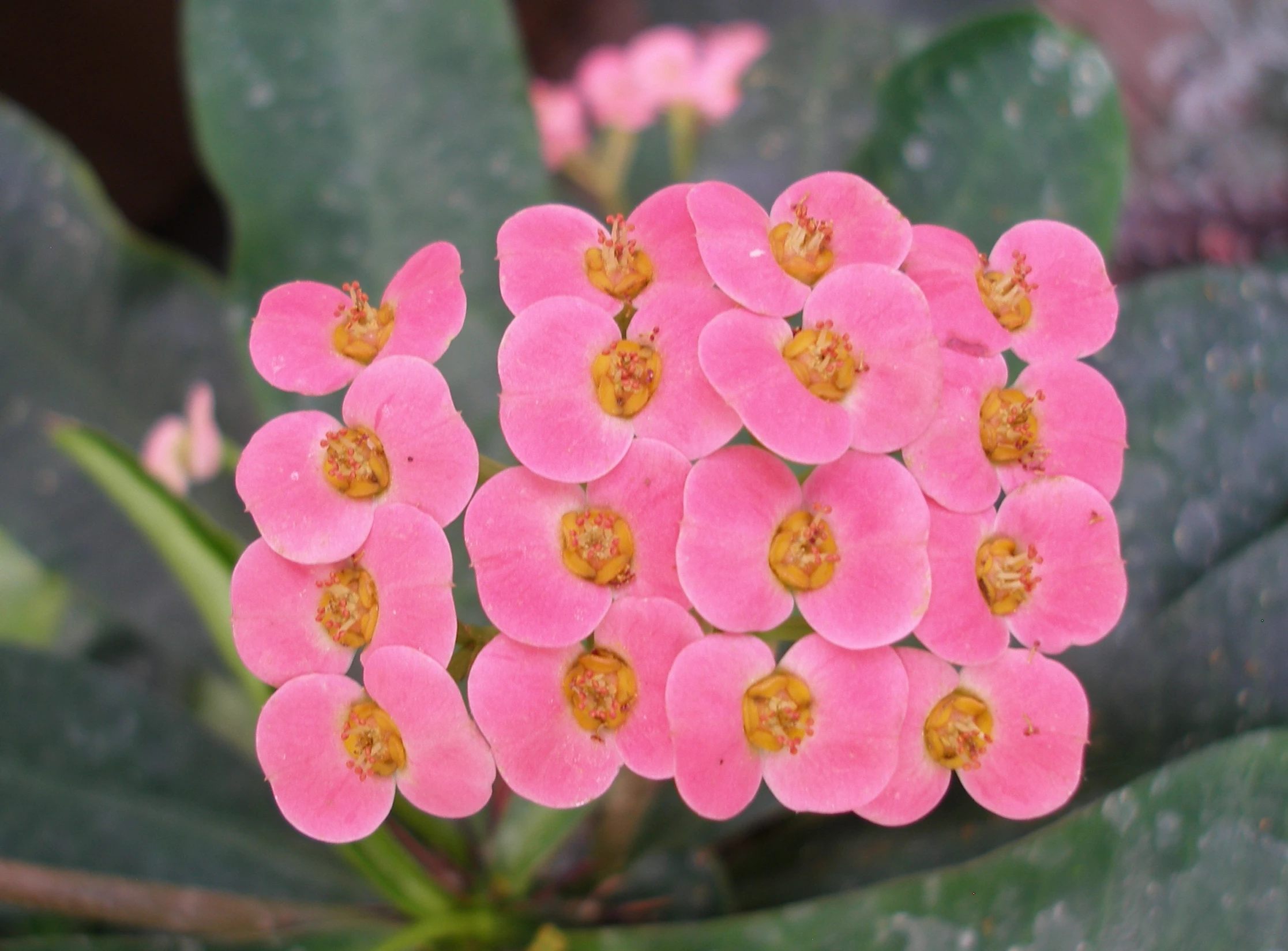 close up of pink flowers with large leaves behind them