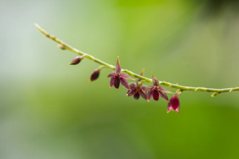 small flower buds hang from a green nch