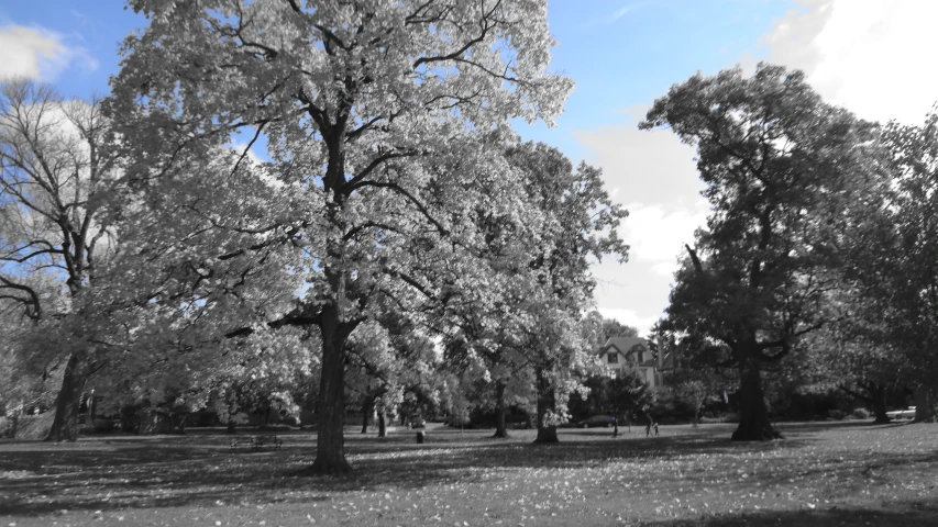 a black and white view of trees in a park