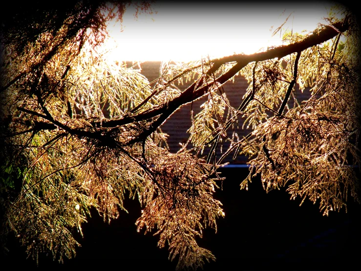 sun through a very long thin tree limb