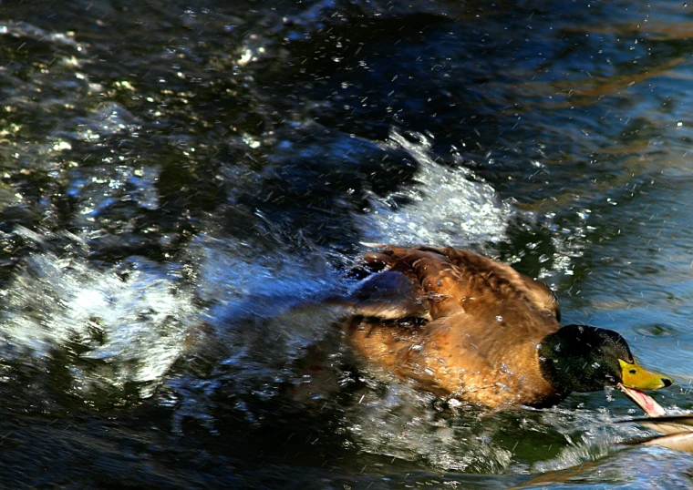 there is a brown duck that is swimming in the water