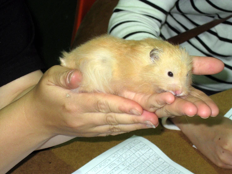 a person holding up a mouse in their hand