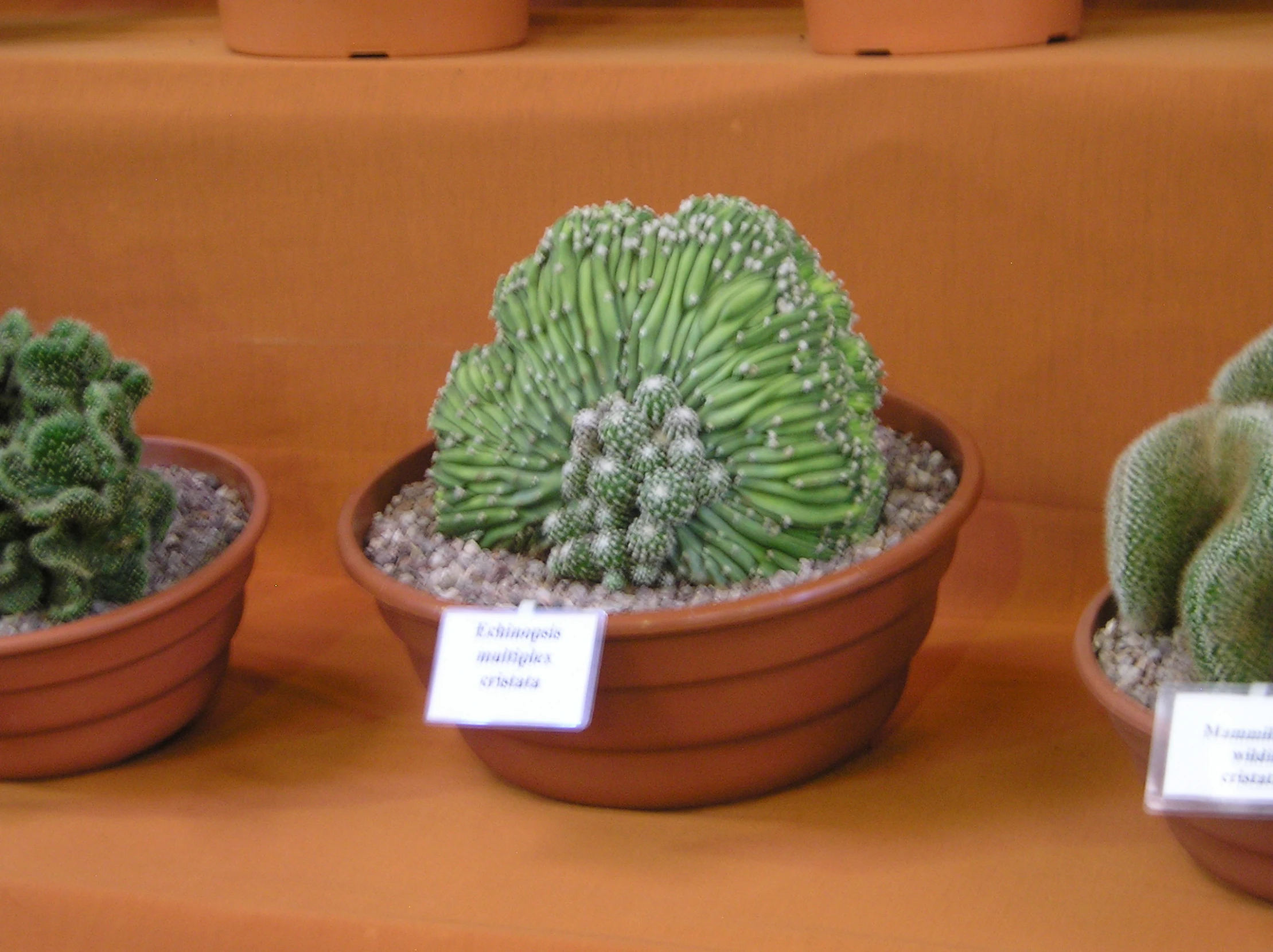 three small green cactuses in some clay pots