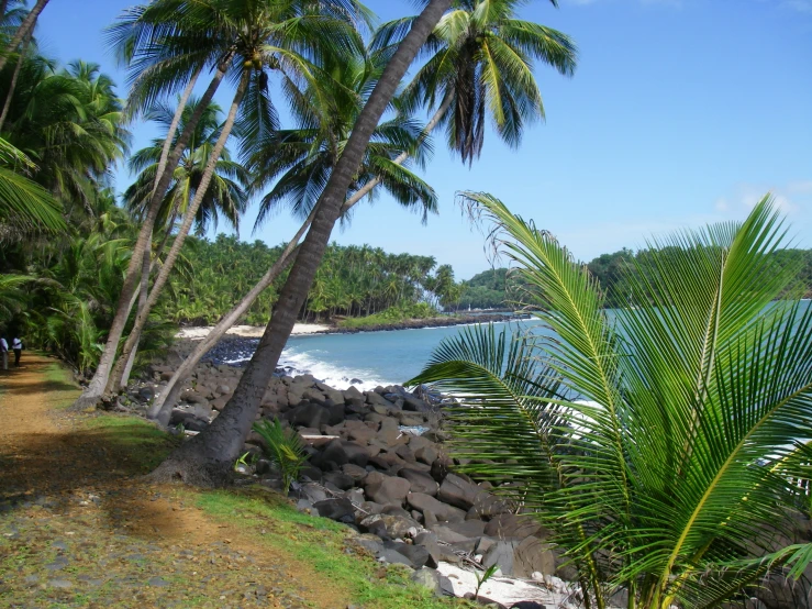 palm trees on the side of a rocky beach