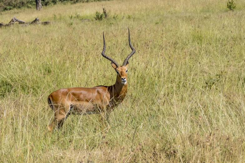 a large deer standing in a field full of grass